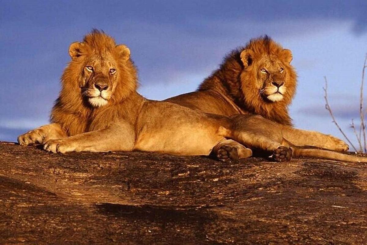 dos leones acostados encima de una roca
