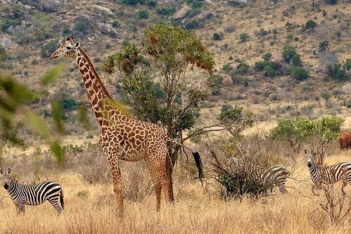 una girafa i algunes zebres en un camp