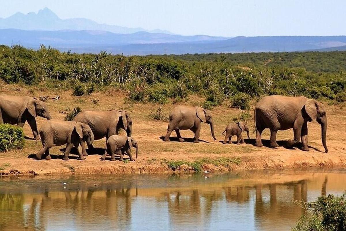 un ramat d'elefants al costat d'un abeurador