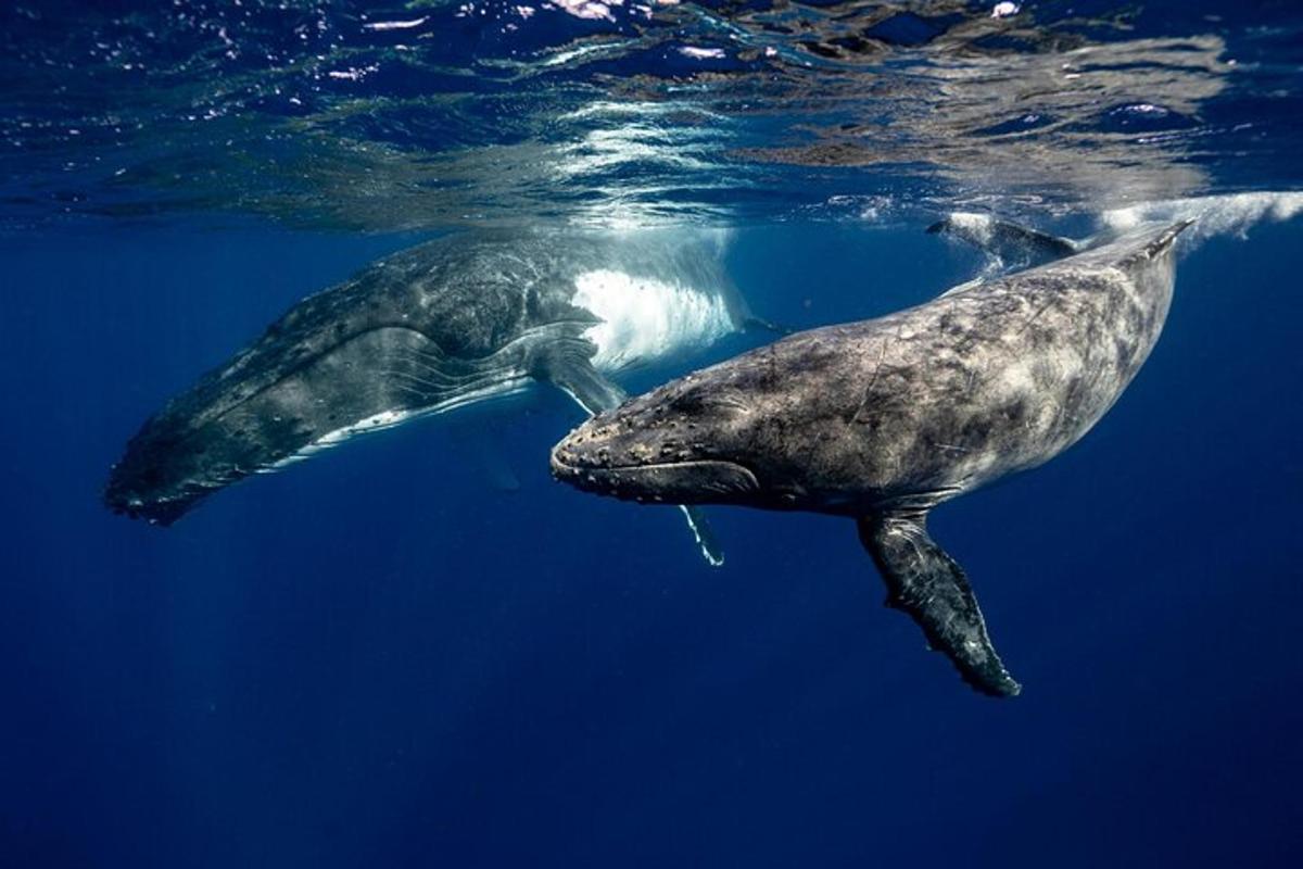 due delfini che nuotano nell'acqua blu