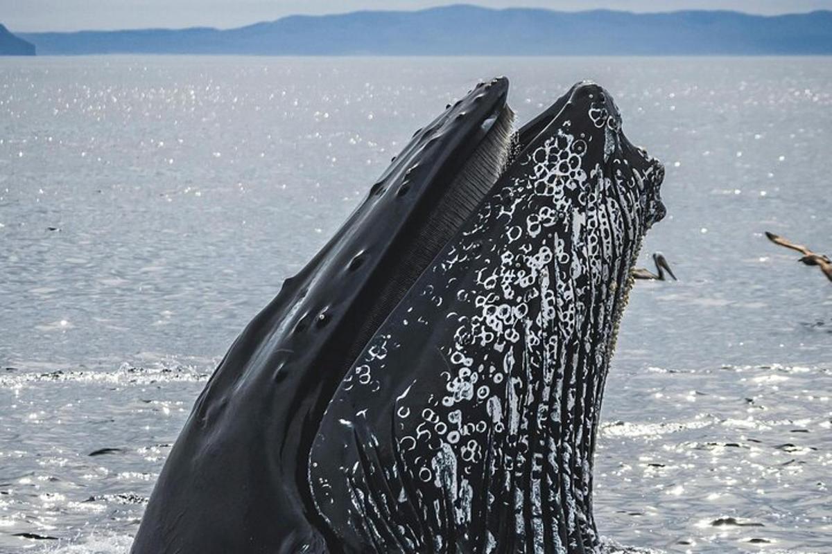 un primo piano della coda di una balena nell'acqua