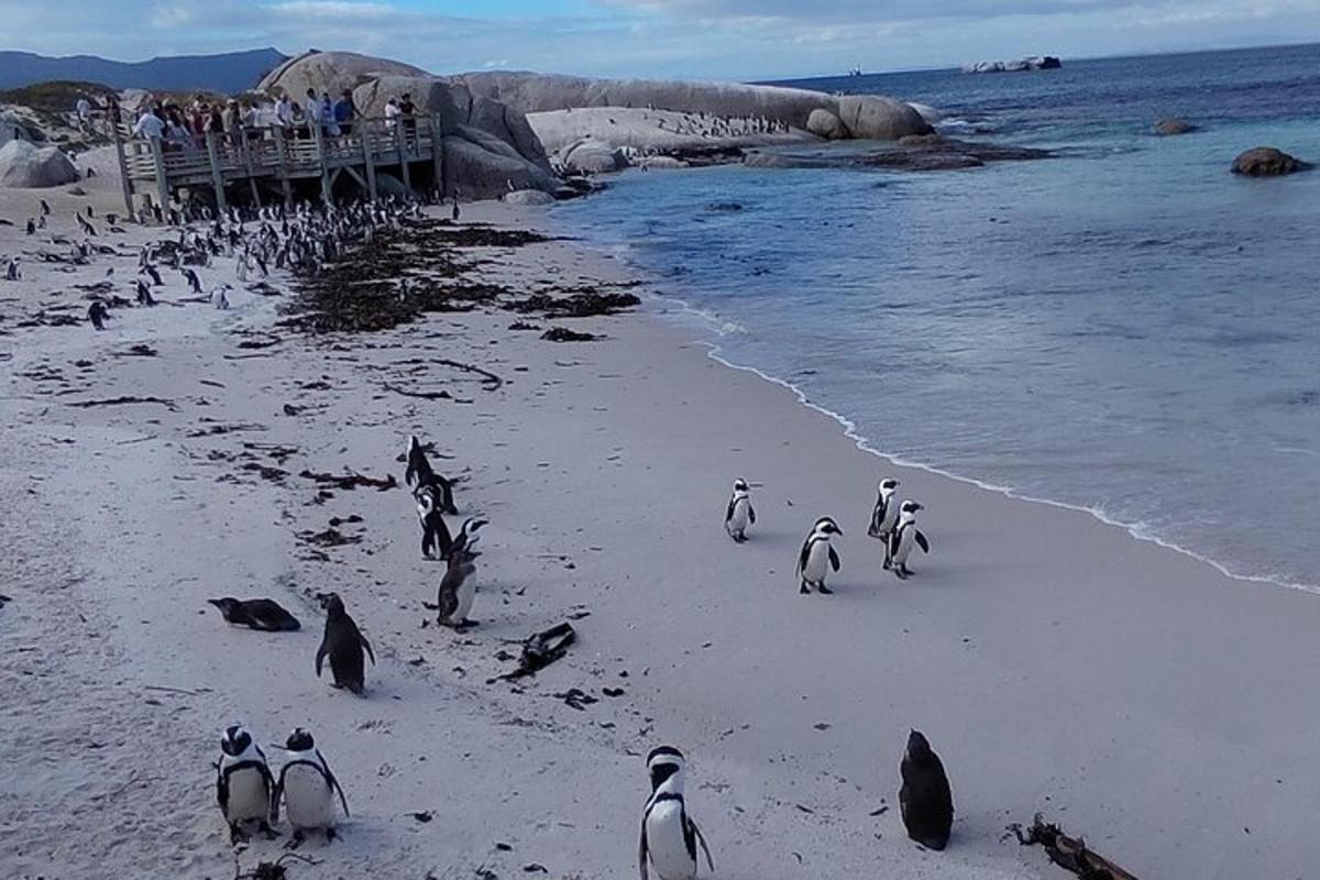 pingviinide grupp rannas jalutamas