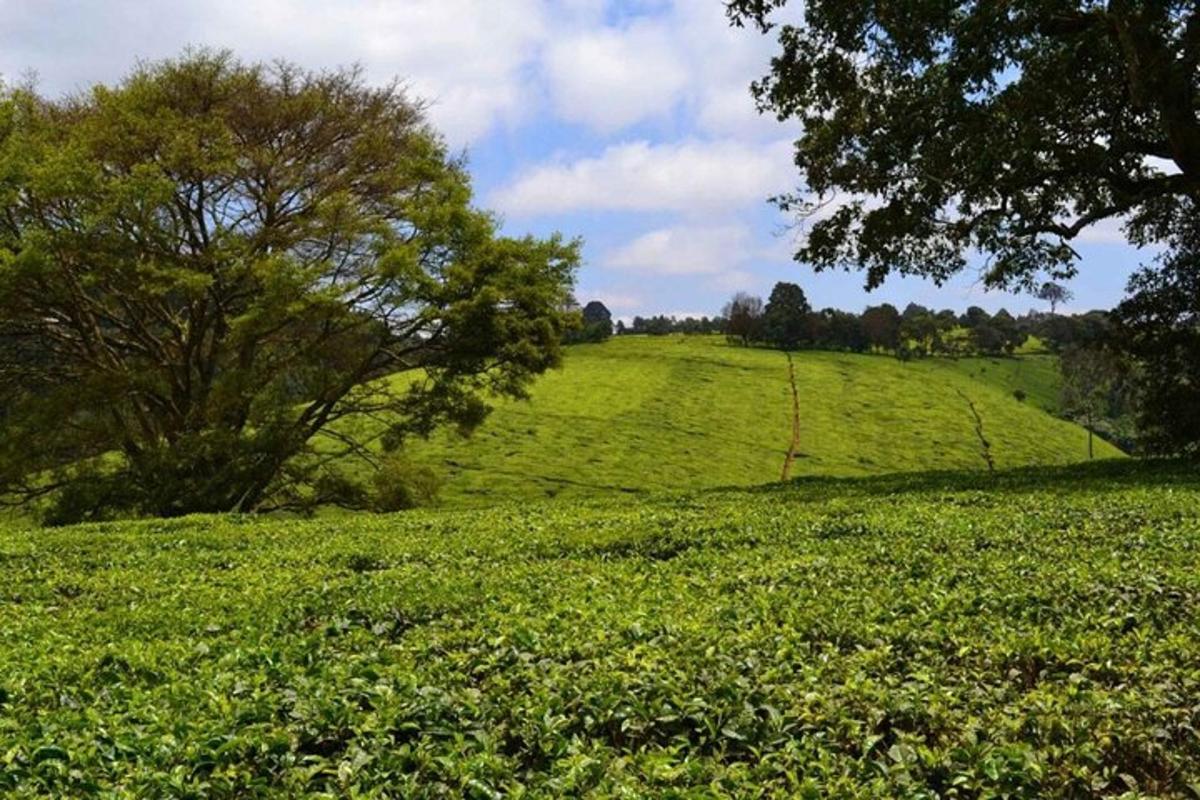 一片绿草如茵、背景为树木的田野