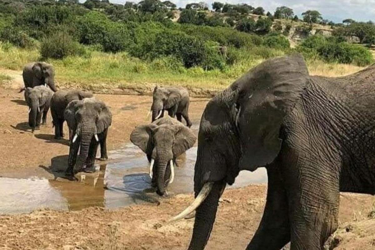 een kudde olifanten die in het water staat