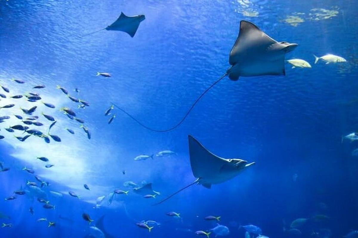 a group of sharks swimming in an aquarium
