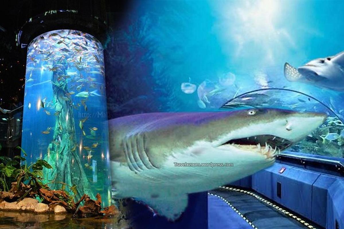 a shark in a tank in a aquarium