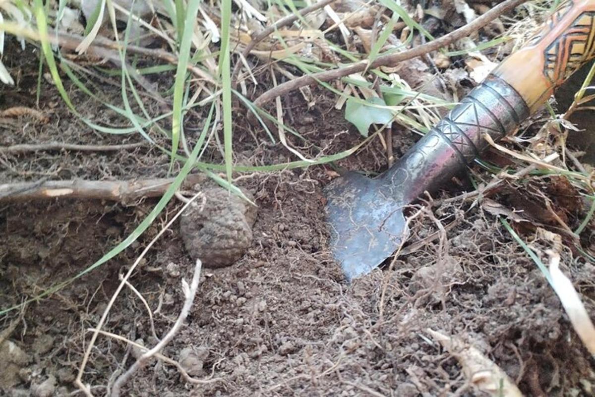 en kniv som ligger på bakken ved siden av en plante