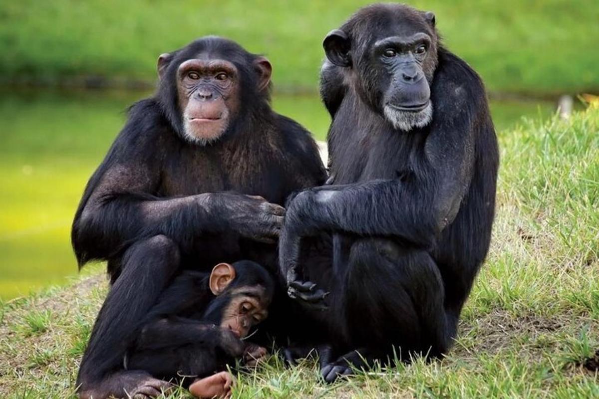 a couple of chimpanzees sitting next to a baby chimpanzee