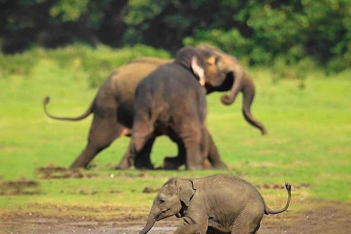 due elefanti che camminano in un campo con un cucciolo di elefante