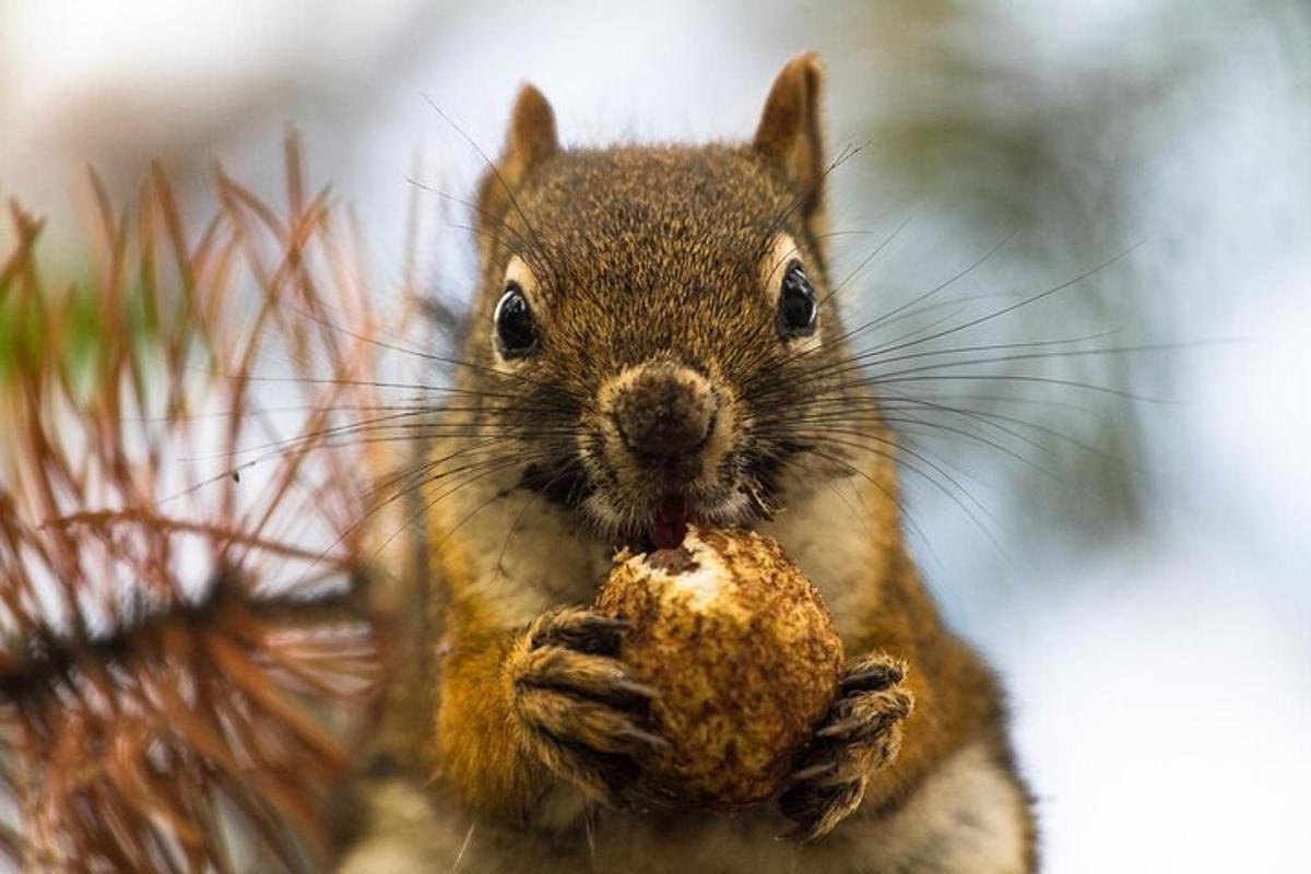 a small squirrel eating a piece of food