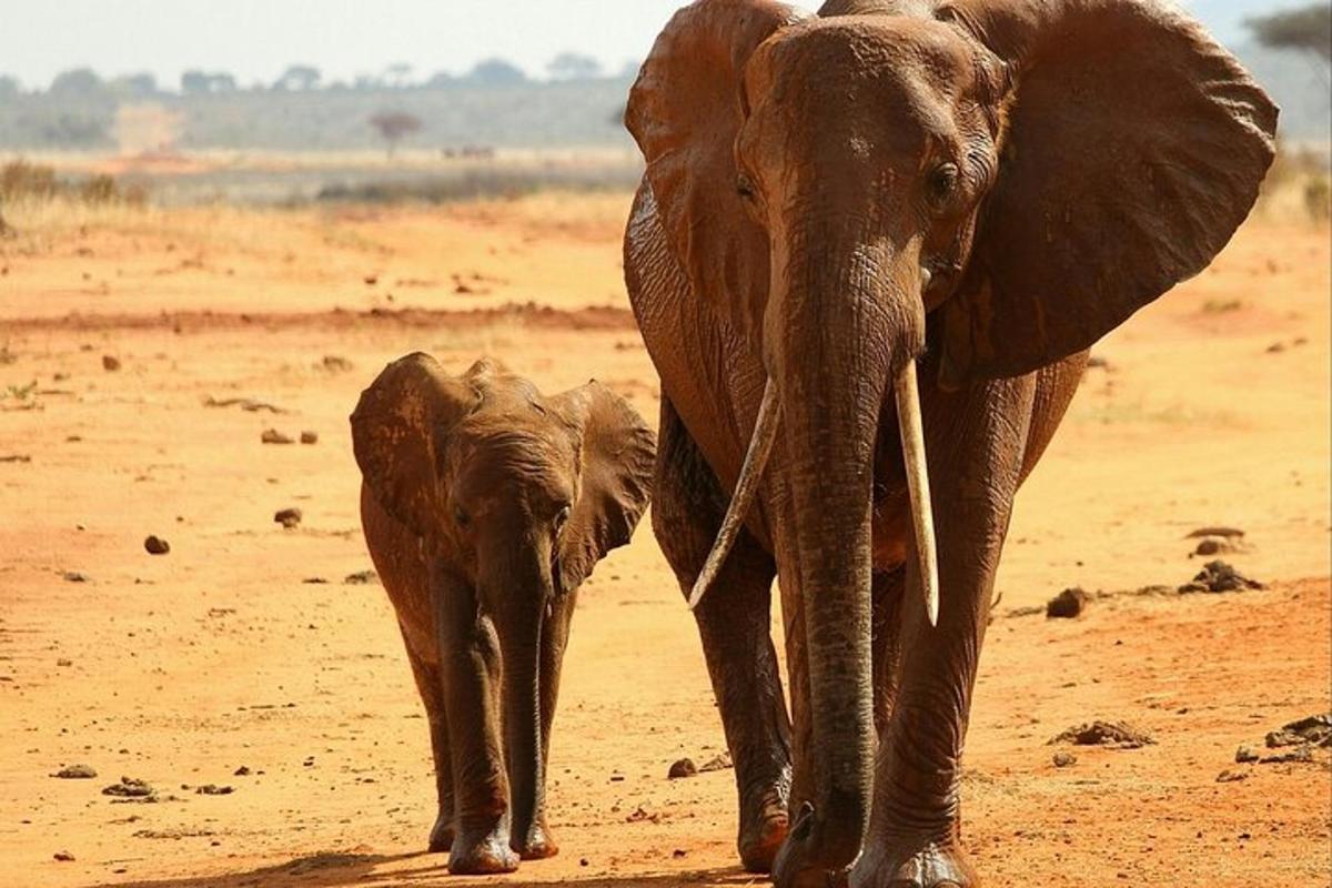an adult elephant and a baby elephant walking on a dirt field