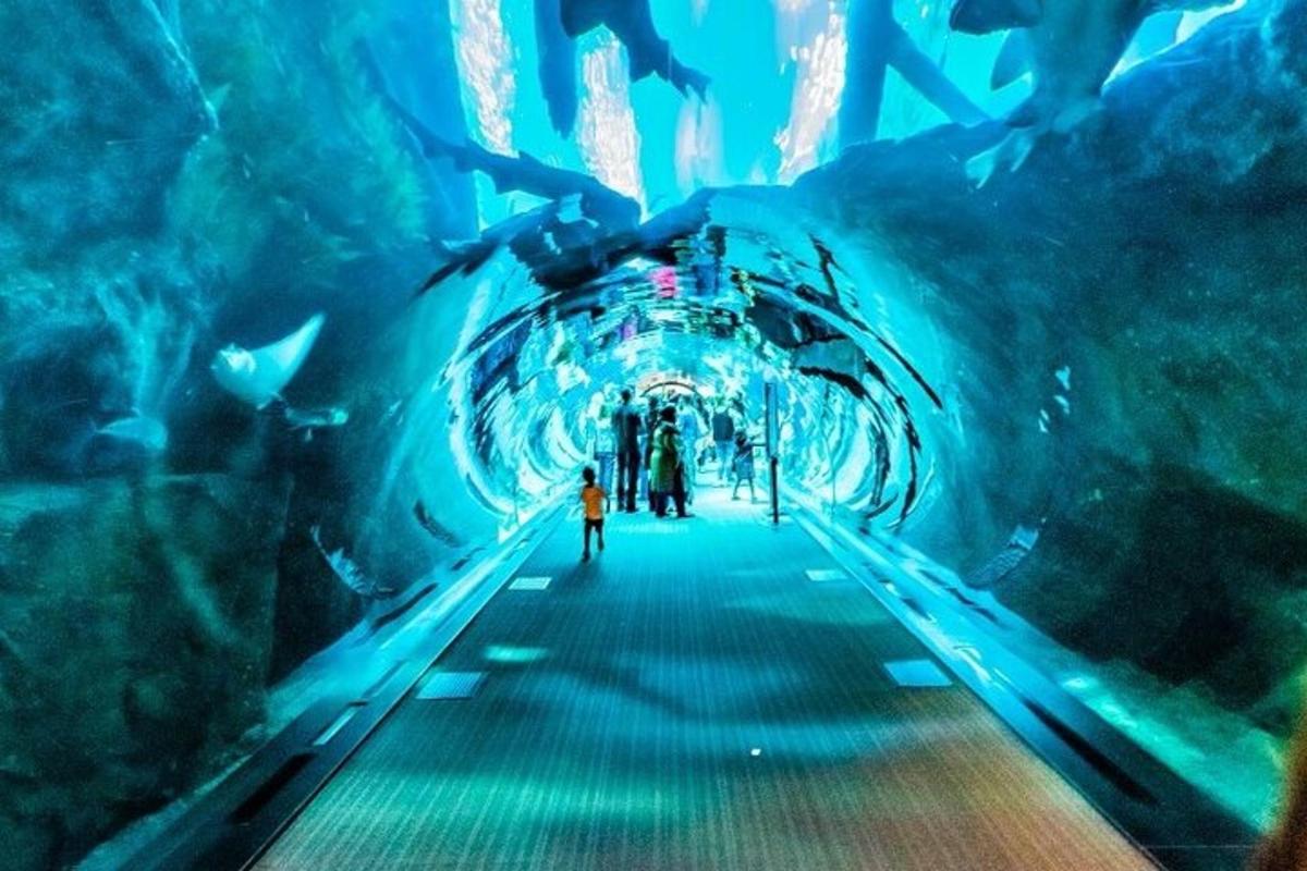 a tunnel in an aquarium with fish in it