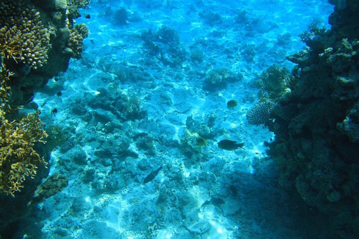una vista d'un escull de corall amb peixos a l'aigua