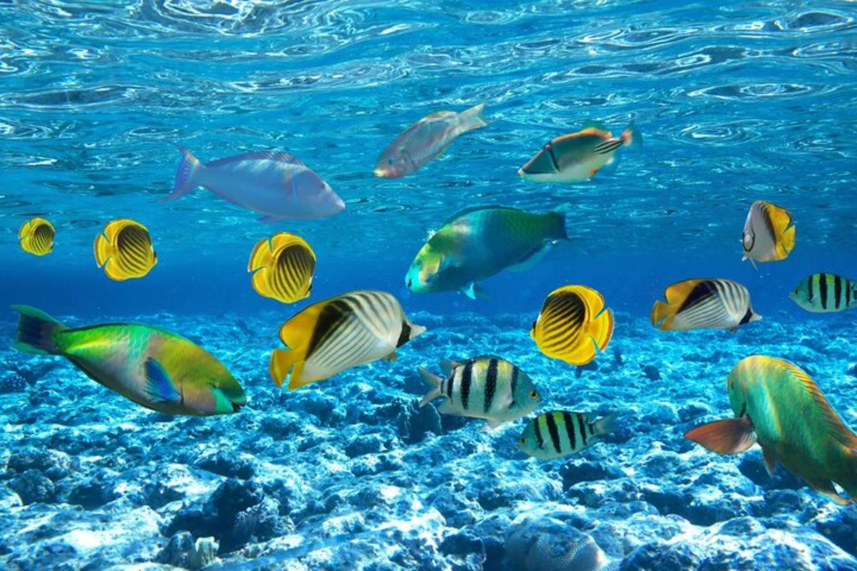 un grup de peixos nedant a l'oceà