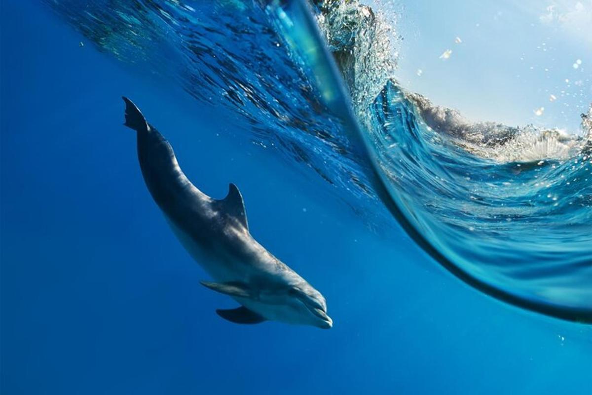 un dofí nedant sota una onada a l'oceà