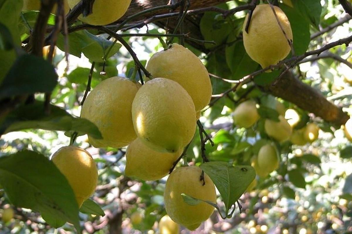 o grămadă de fructe galbene atârnate de un copac
