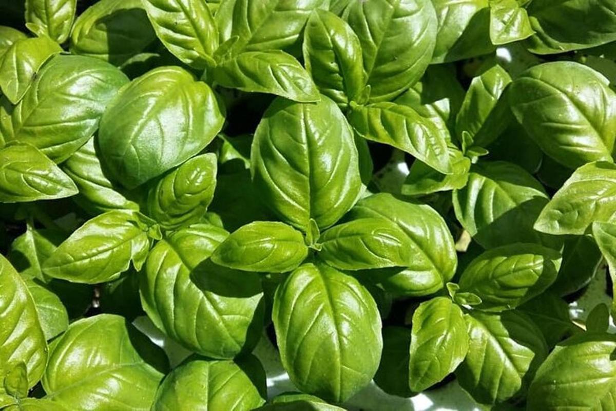 o plantă verde cu multe frunze verzi