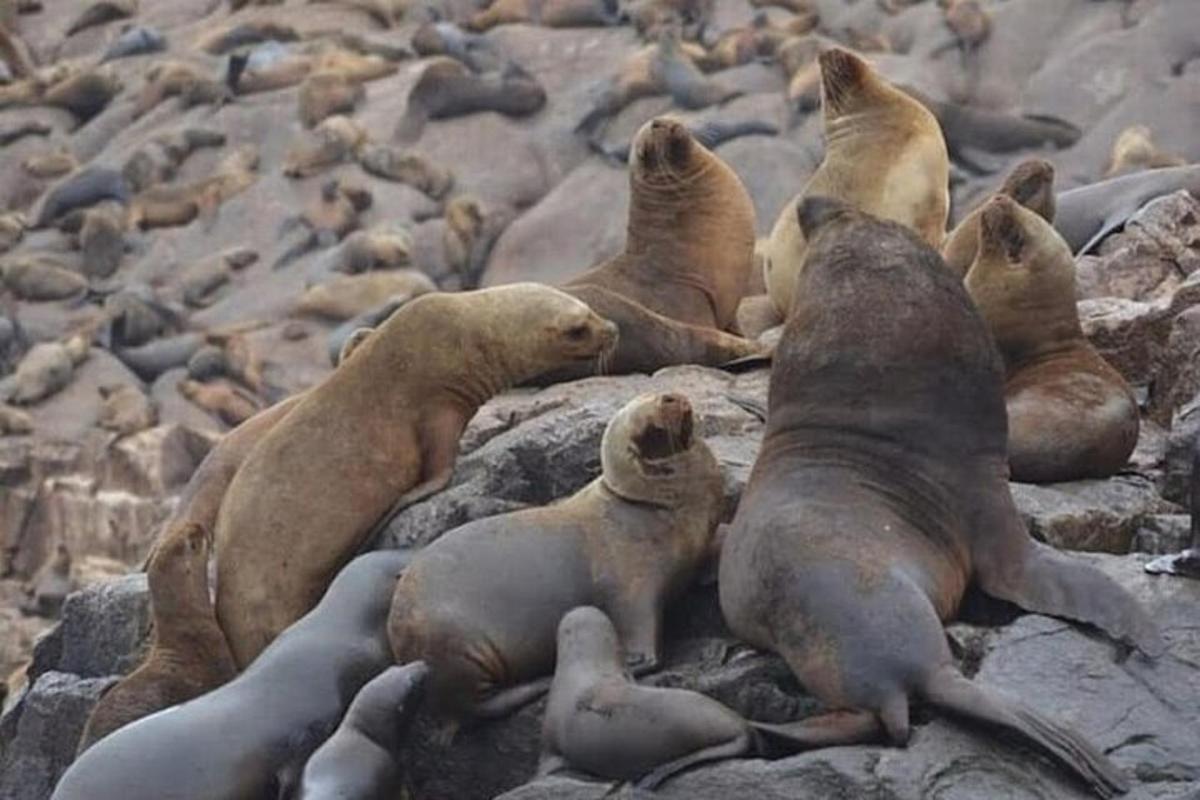 sekumpulan anjing laut yang terletak di atas batu