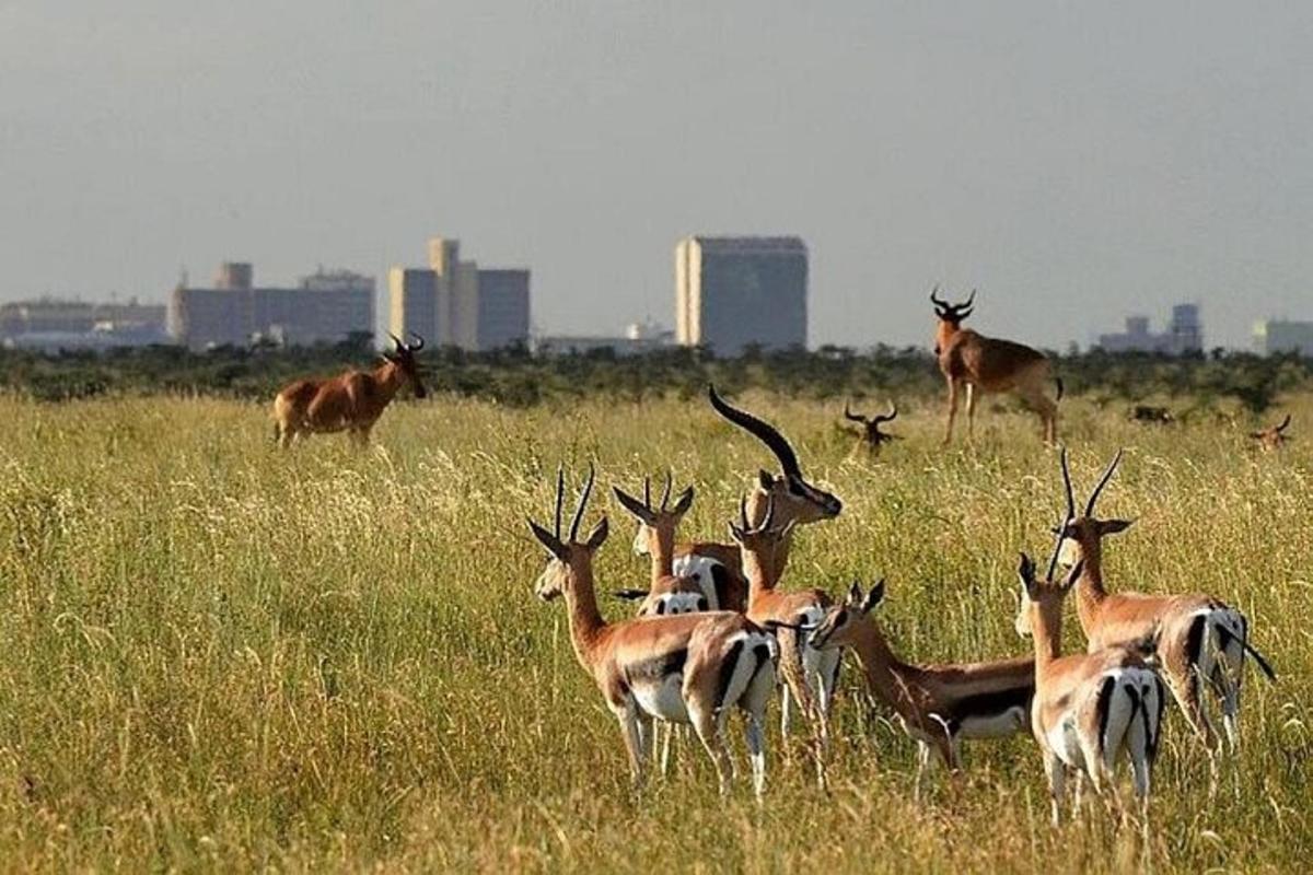 a group of antelopes in a field of tall grass