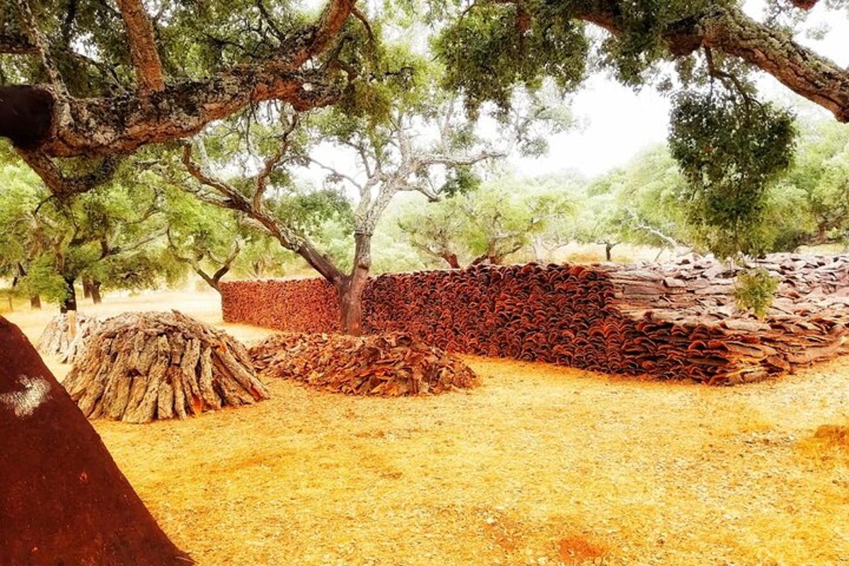 一棵树和一面墙的画