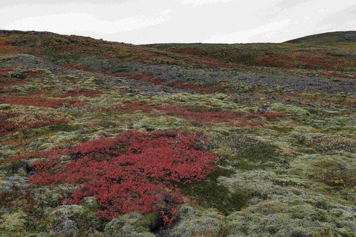 Un campo con plantas rojas en la ladera de una colina