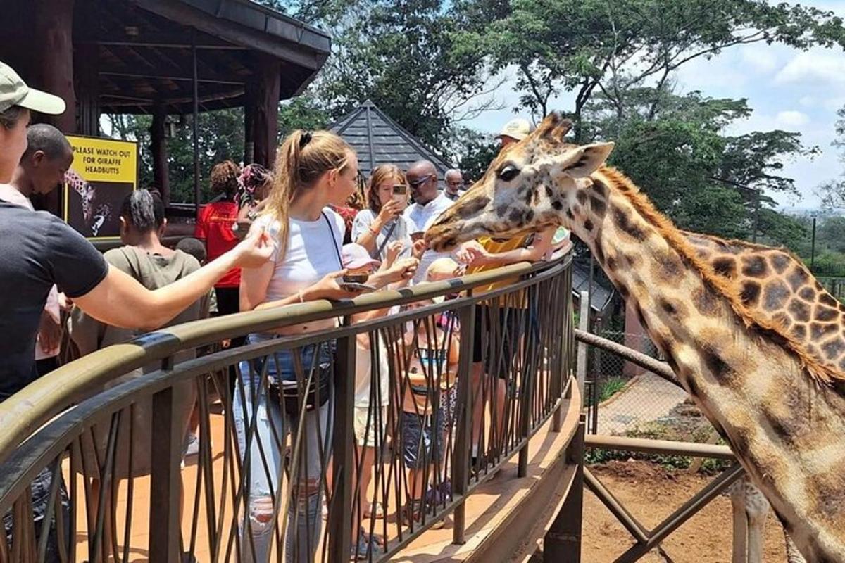 un gruppo di persone che danno da mangiare a una giraffa in uno zoo