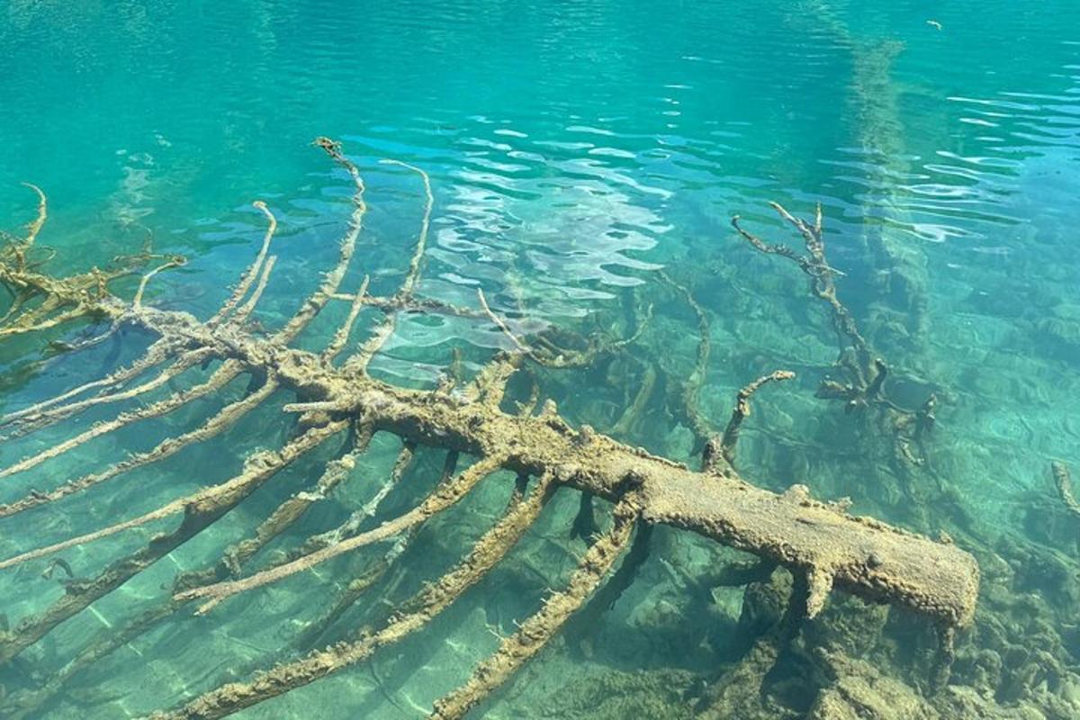 a seaweed covered wreck in the water
