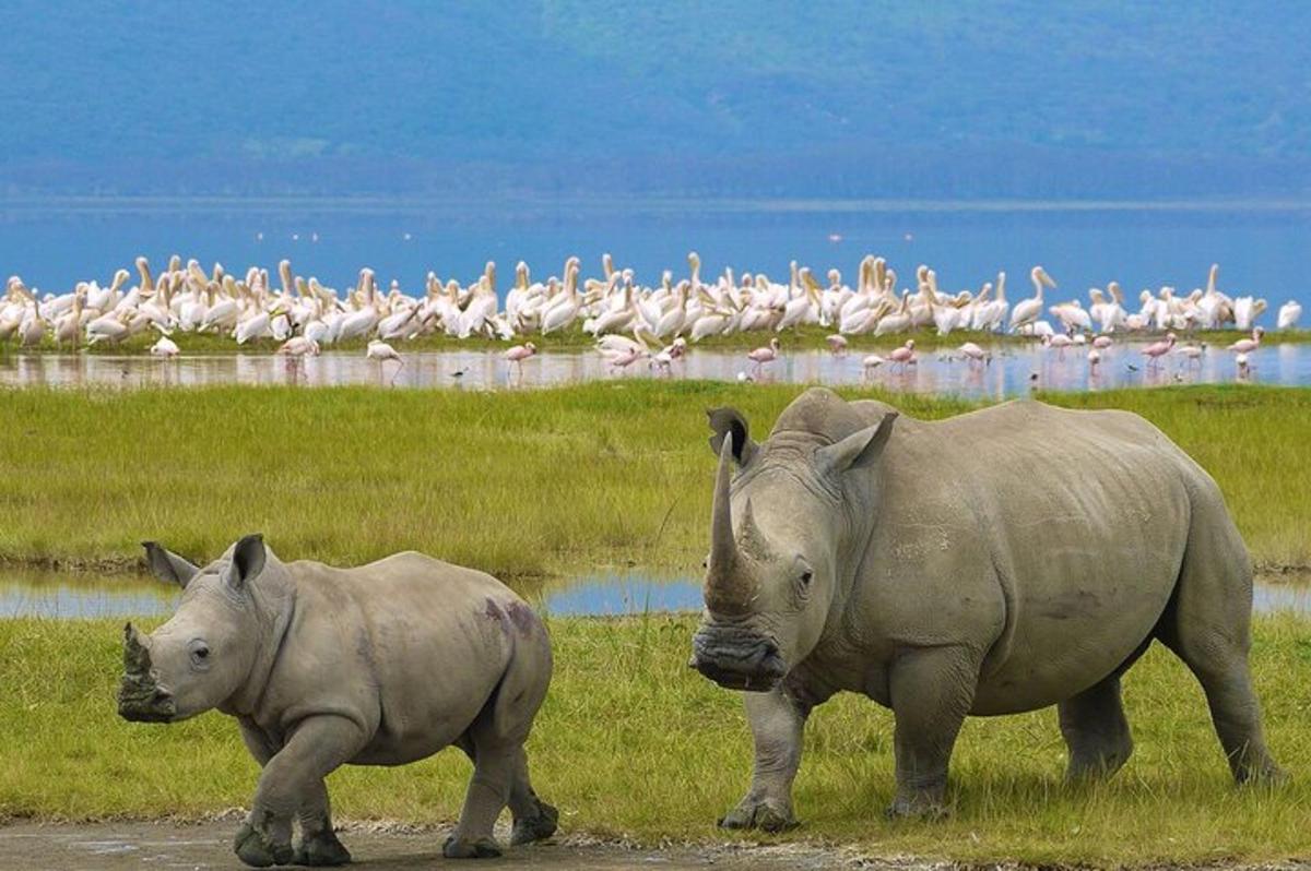 two rhinos walking in front of a flock of birds
