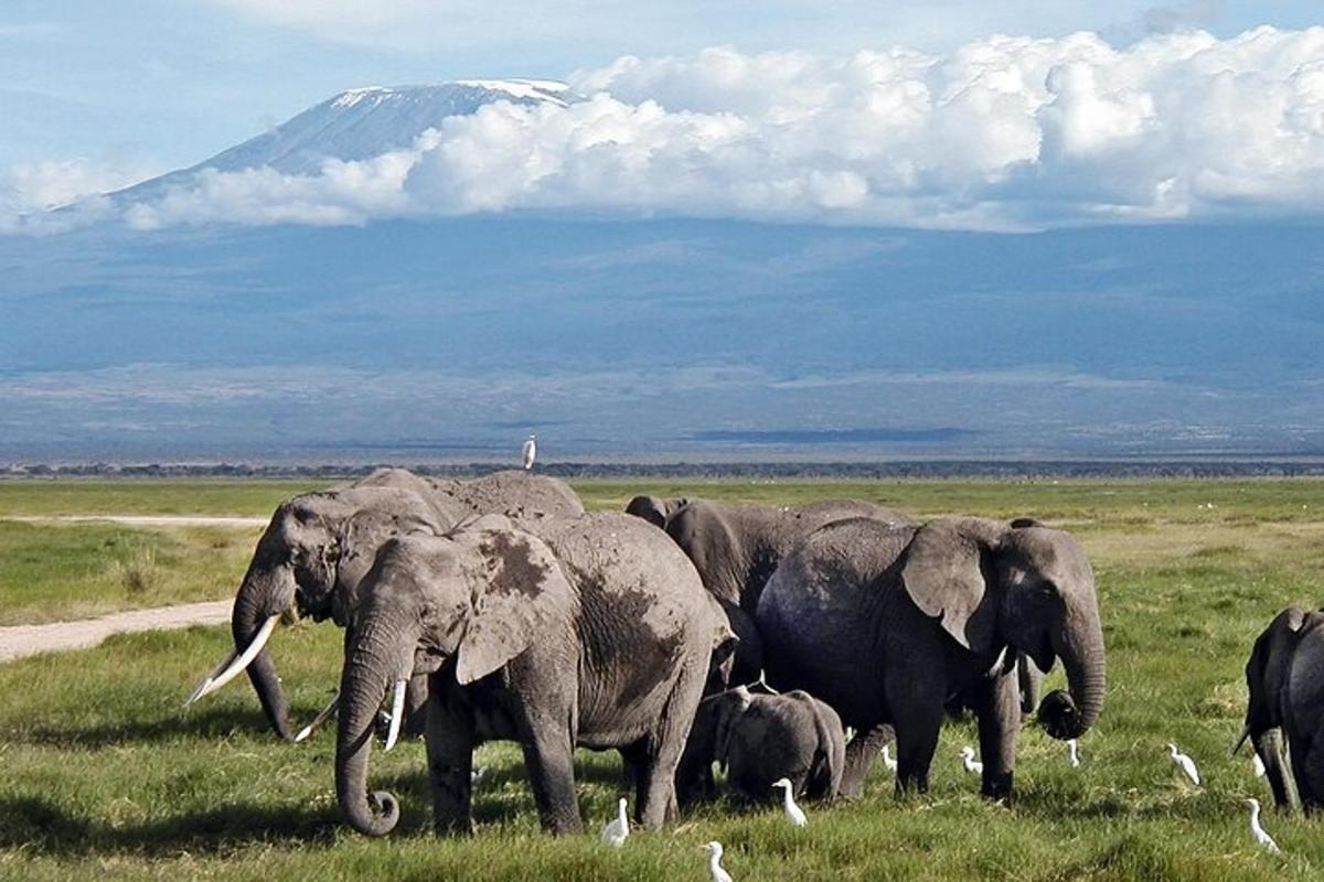 sekumpulan gajah di padang dengan latar belakang gunung