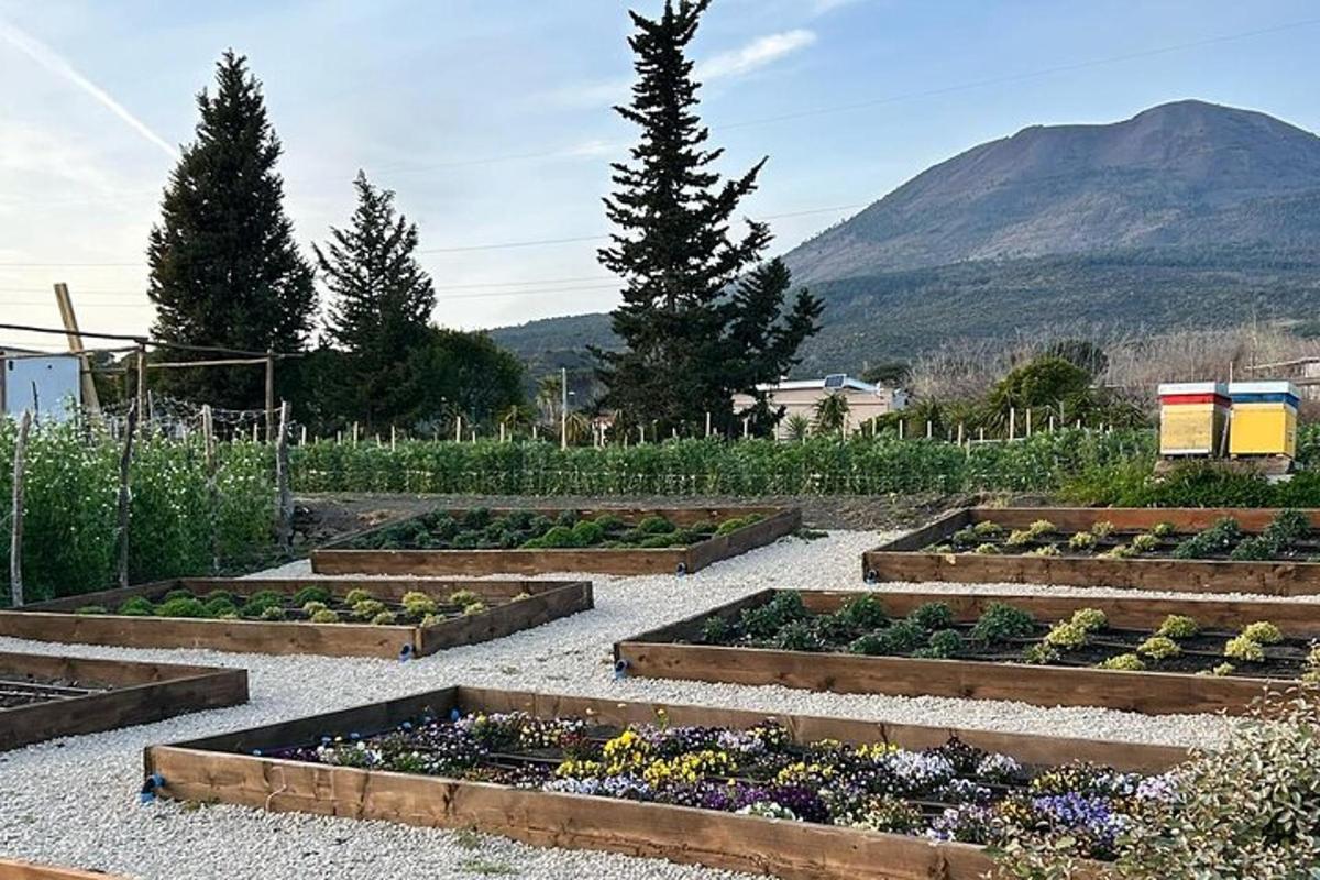 um jardim com vários canteiros elevados em um campo