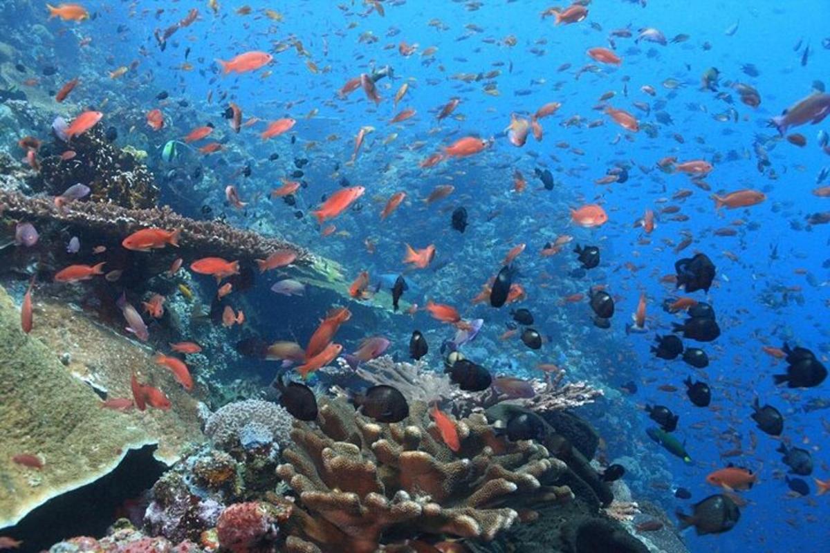 a school of fish on a coral reef