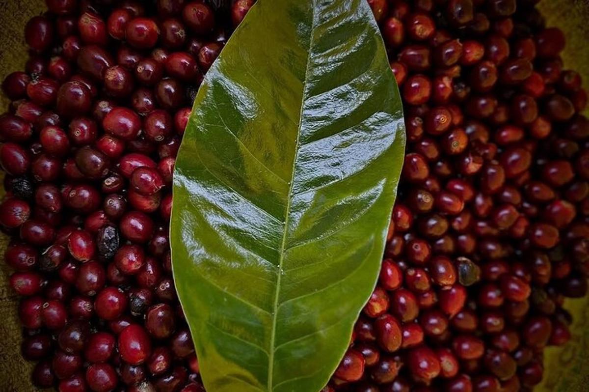 ein grünes Blatt neben einem Haufen Preiselbeeren