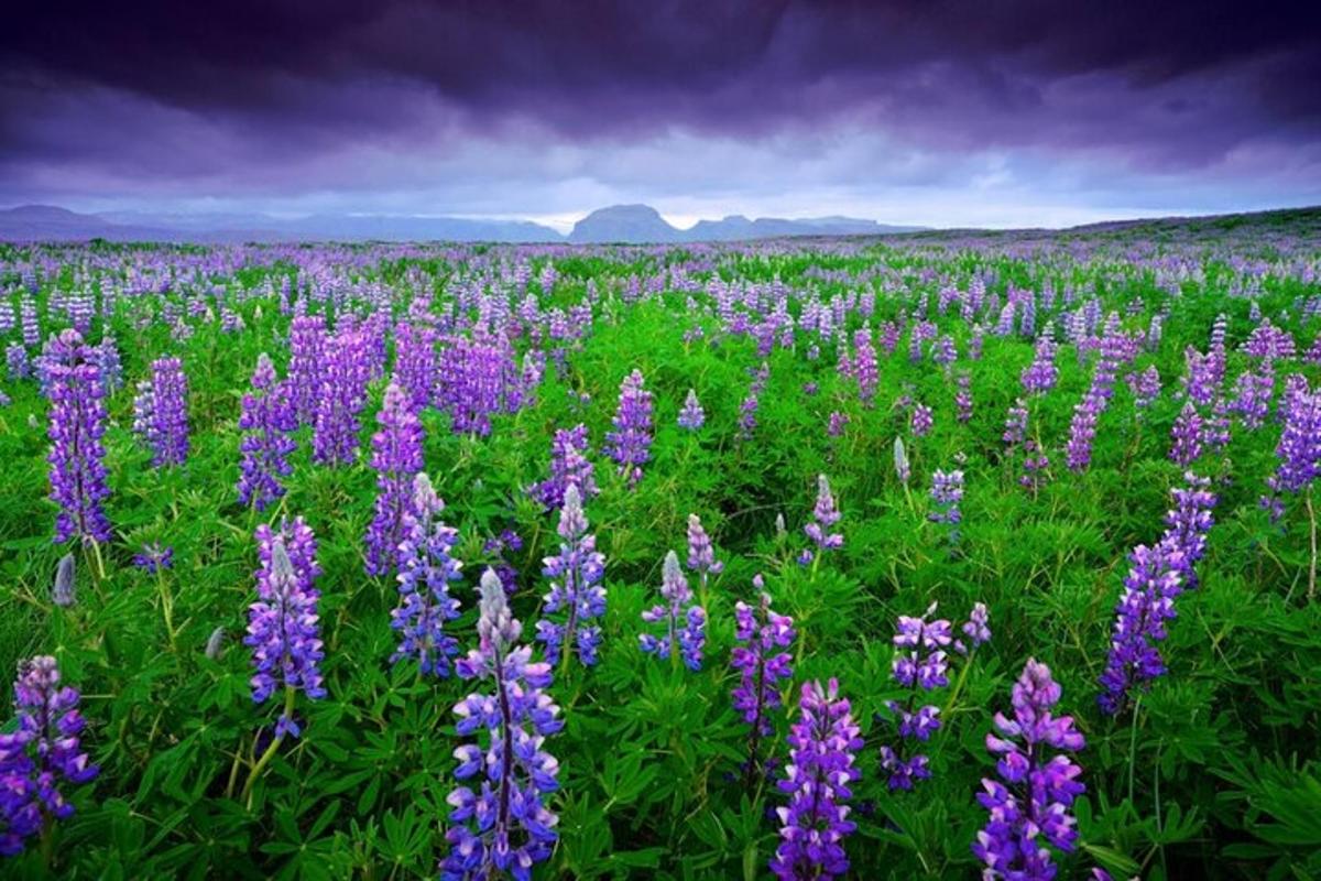 um campo de flores roxas em um campo