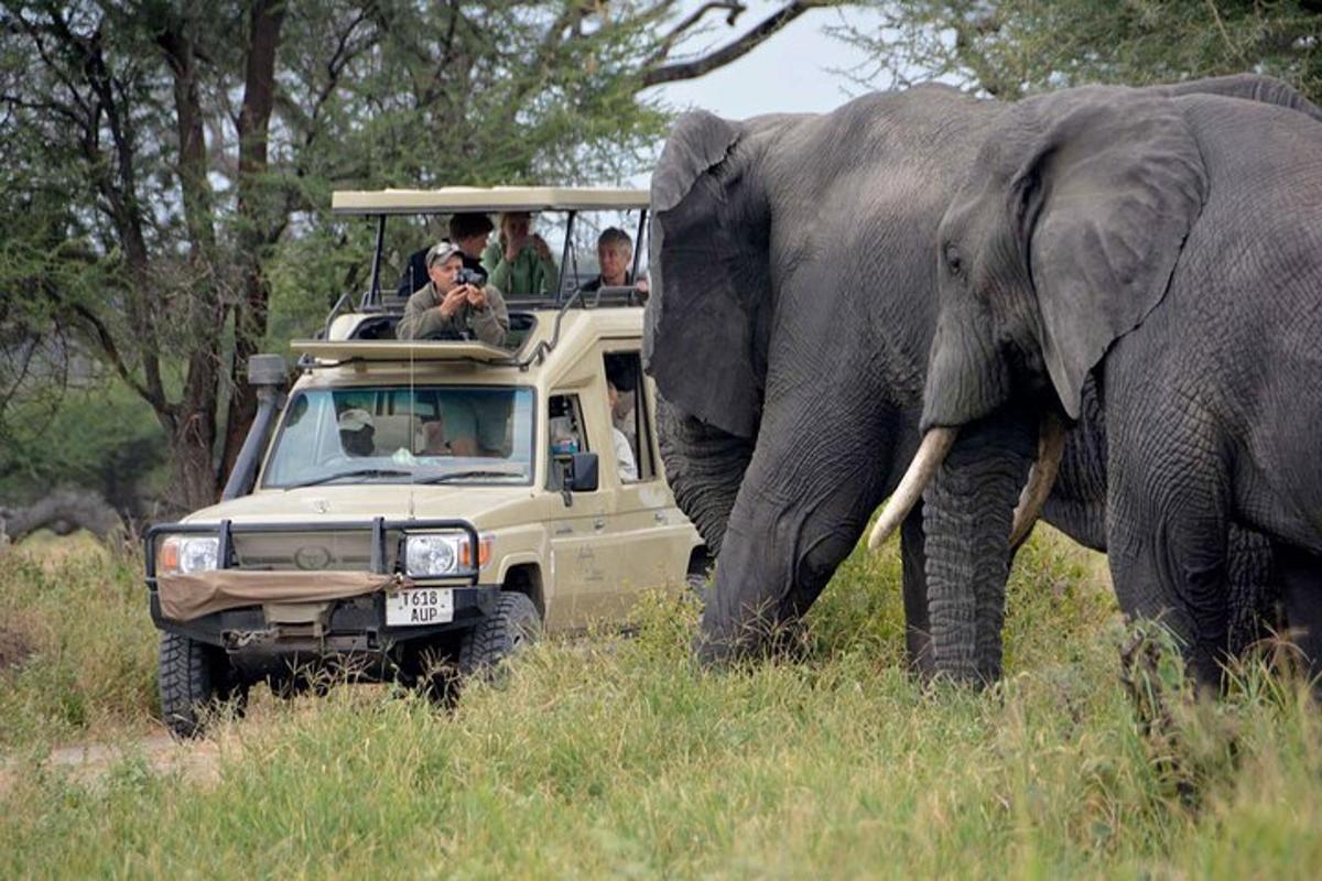 grupp inimesi safariautos elevanti jälgimas
