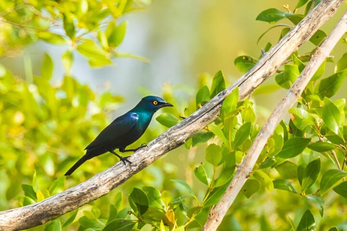 un pájaro azul posado en la rama de un árbol