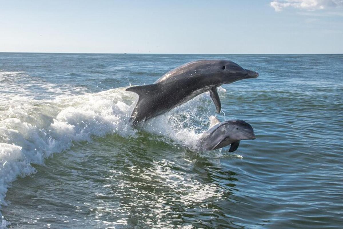 två delfiner som hoppar upp ur vattnet i havet