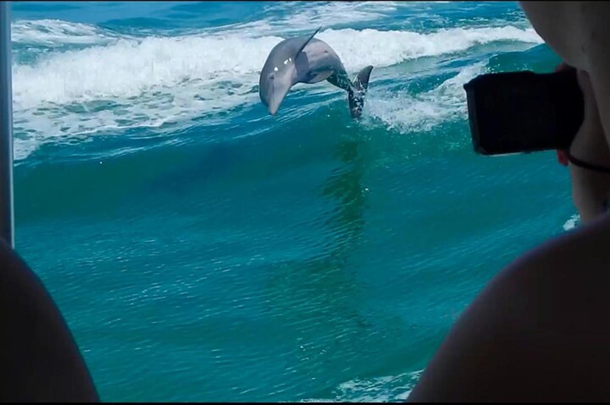 delfin w wodzie oceanu