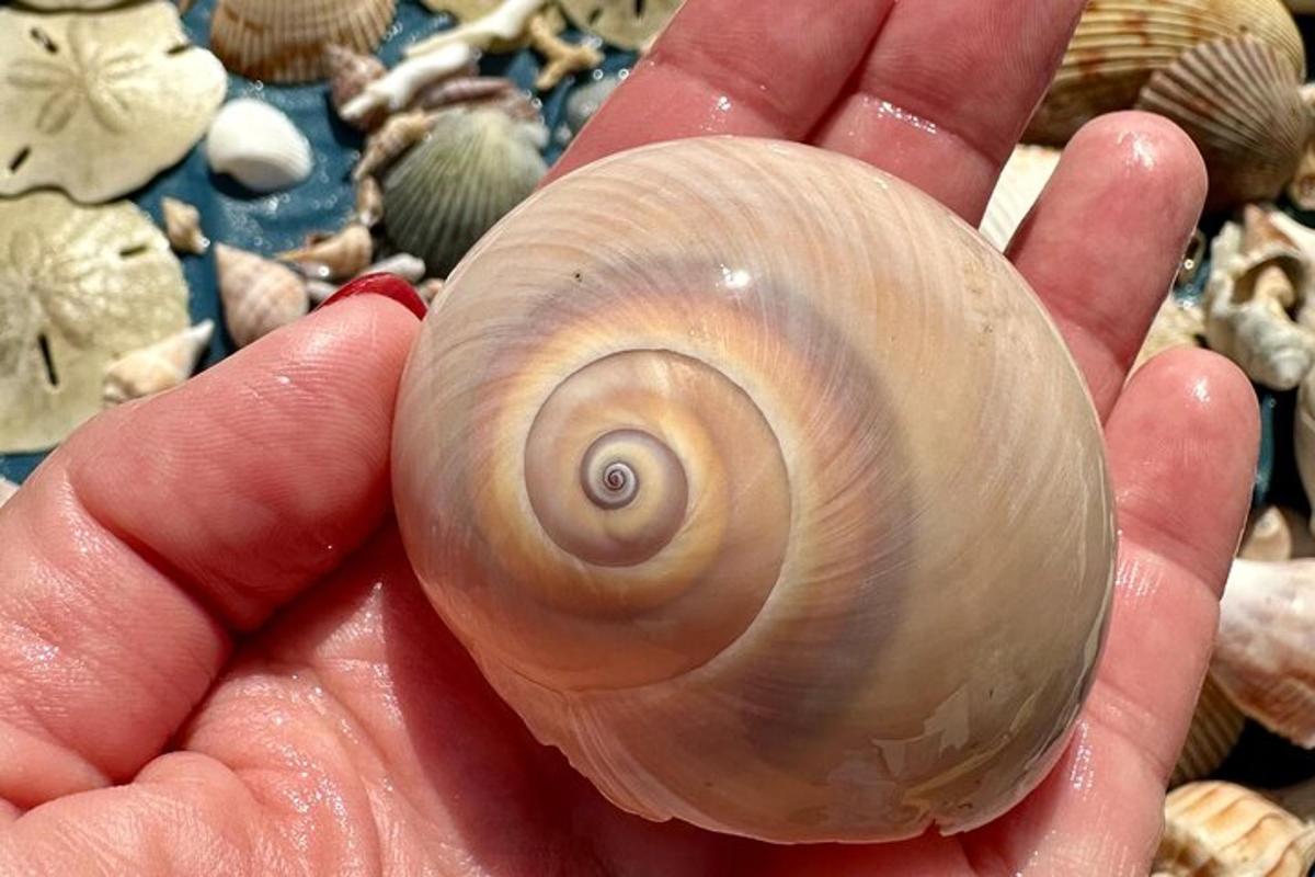 una persona que sosté una petxina a la mà
