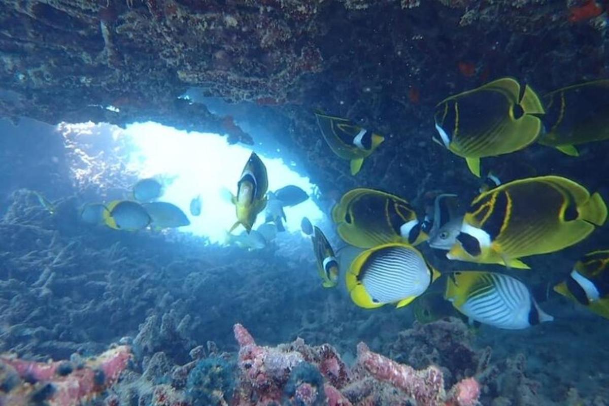 skupina rib v koralnem grebenu