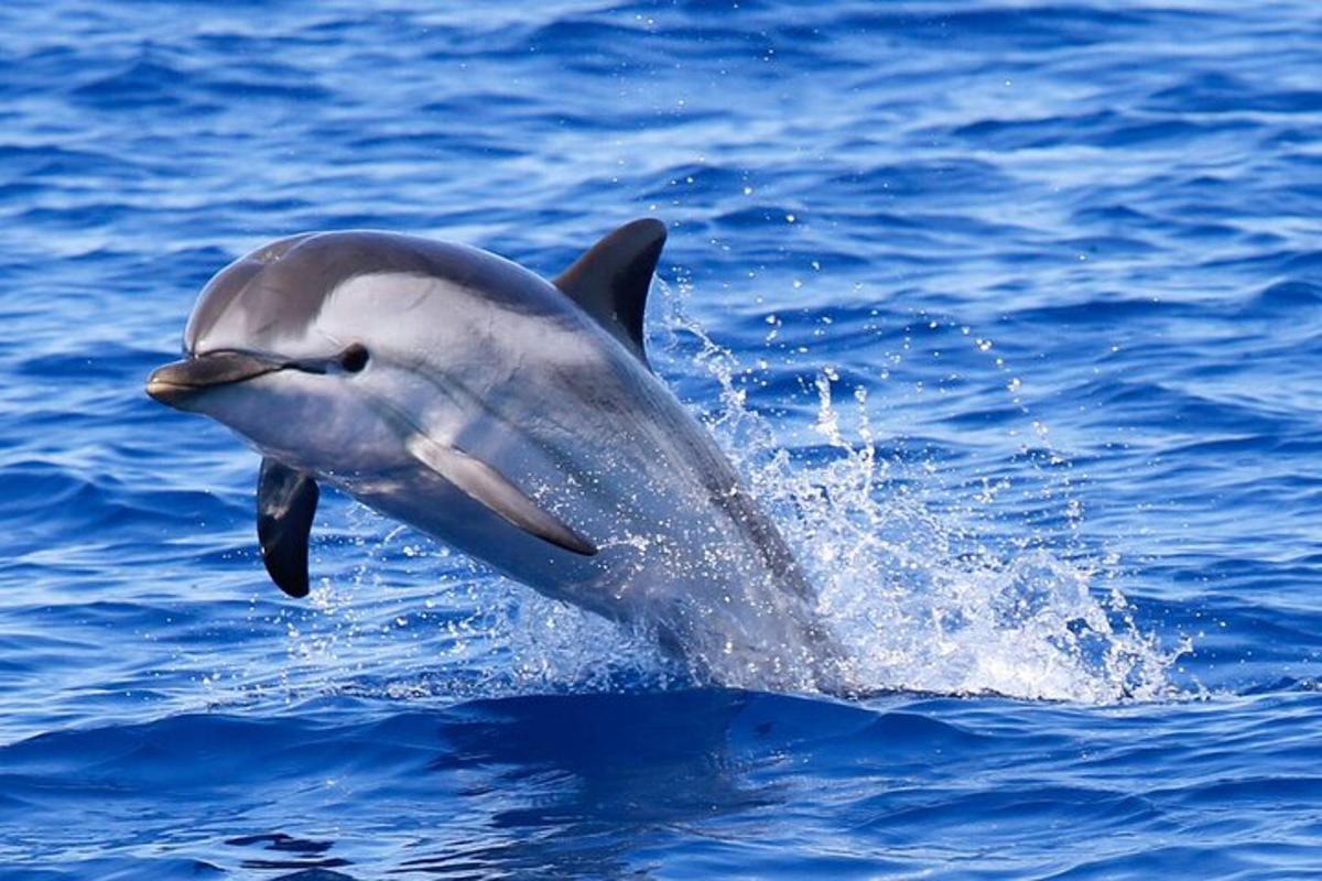 delfin, ki skače iz vode