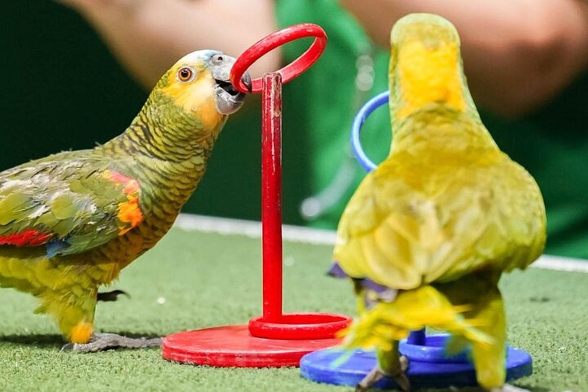 two birds are playing with a toy bird feeder