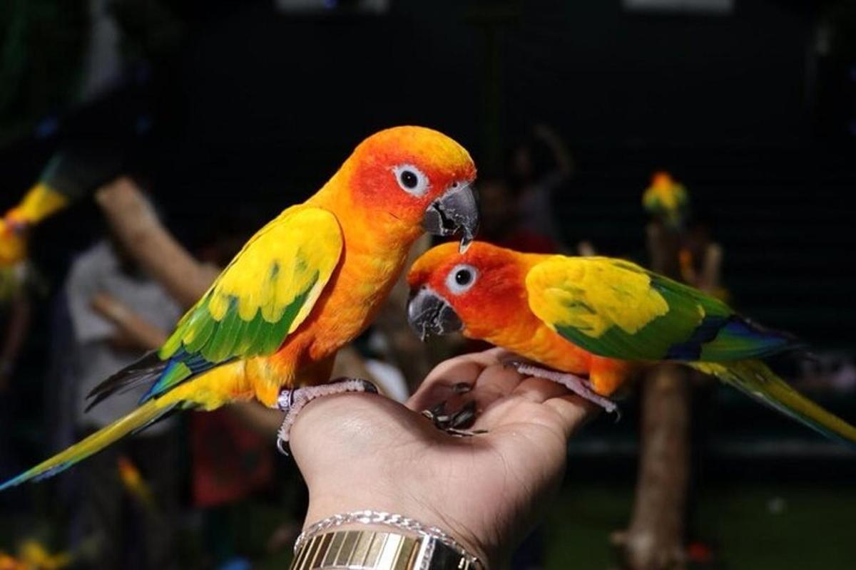 two colorful birds sitting on a persons hand