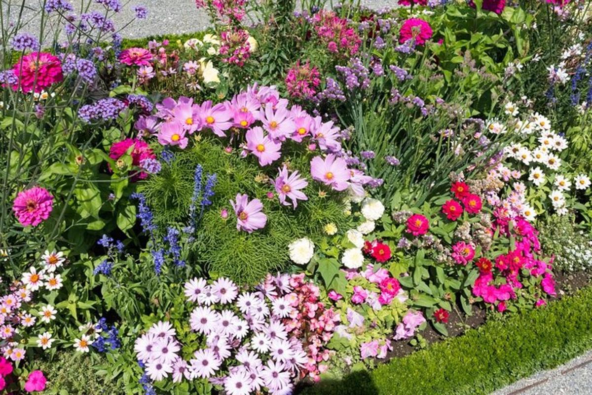 Un jardín de flores con flores rosas y moradas.