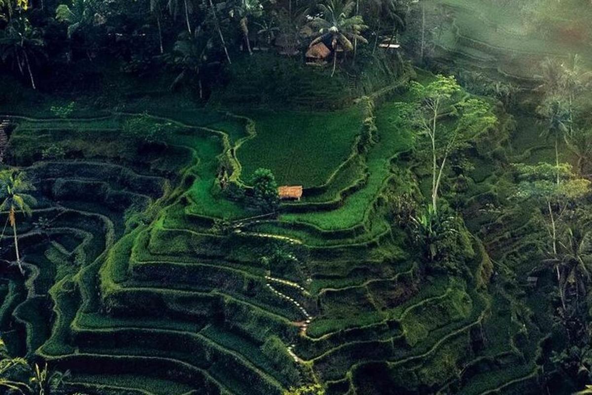 pemandangan dari udara padang teres di dalam hutan