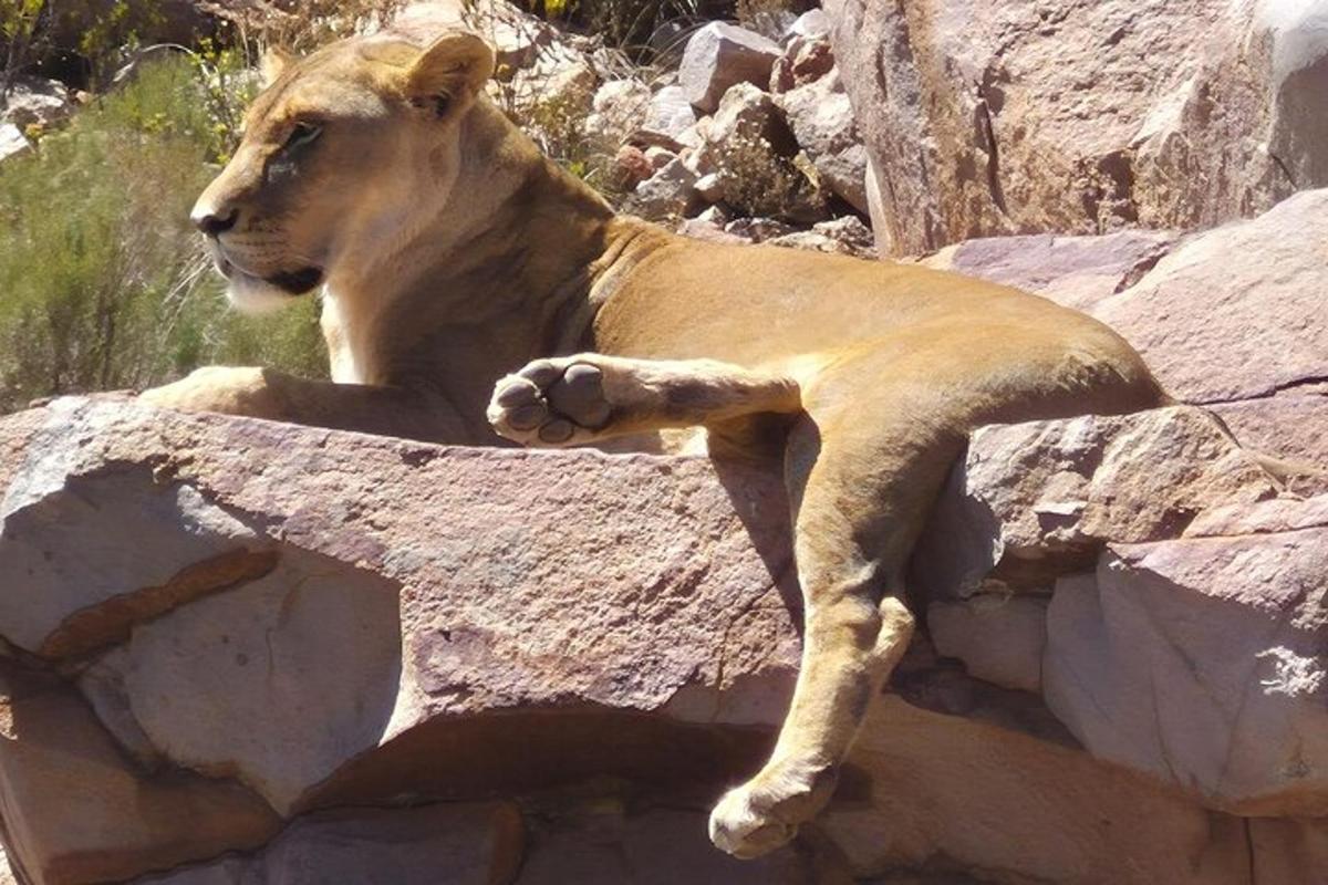 un leone sdraiato in cima a una roccia