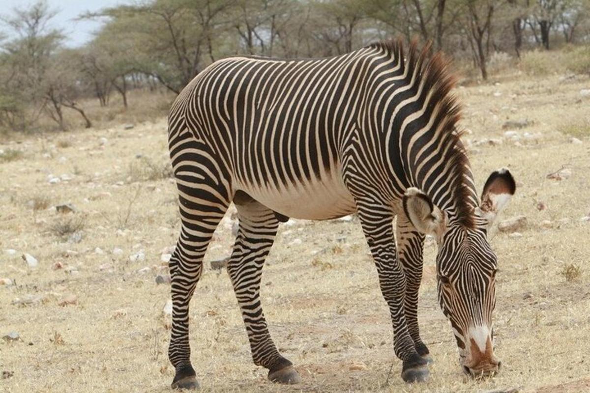 zebra stojící na poli a jíst trávu