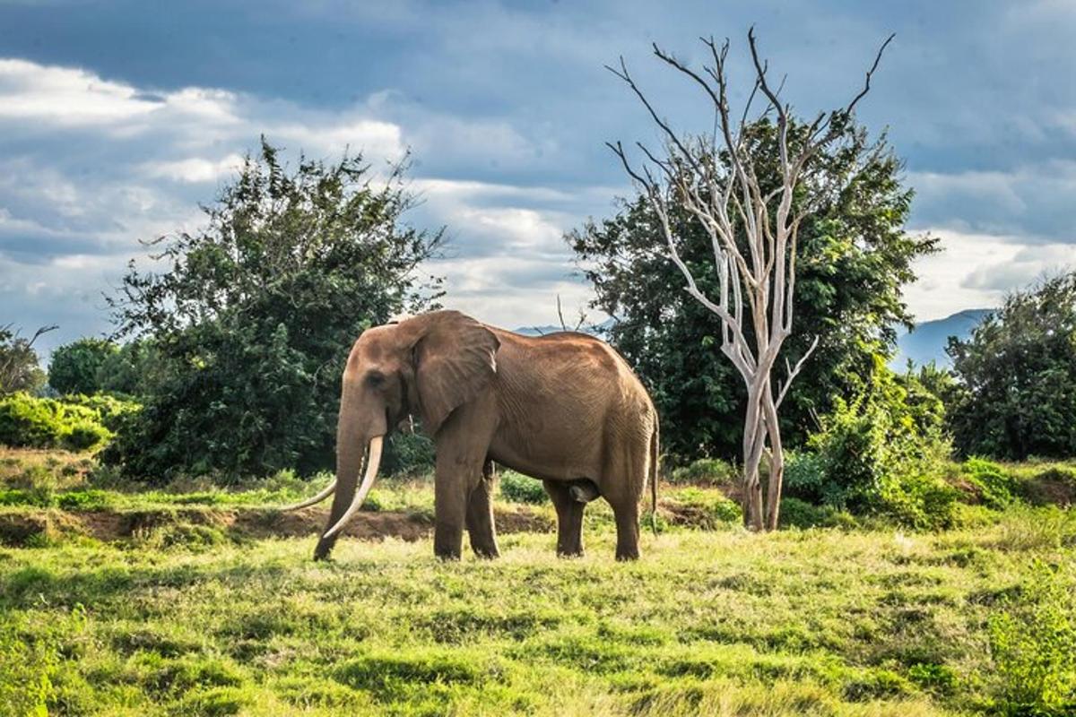 seekor gajah berdiri di padang rumput