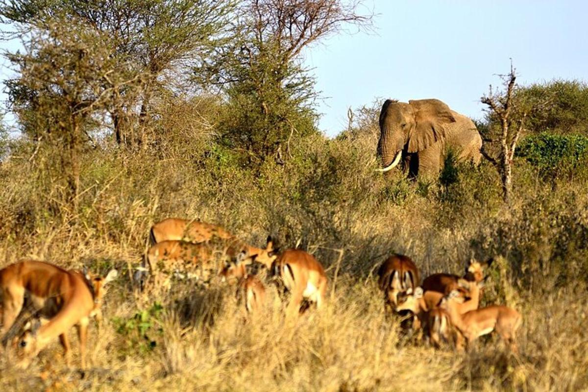 kawanan antelop dan seekor gajah di ladang