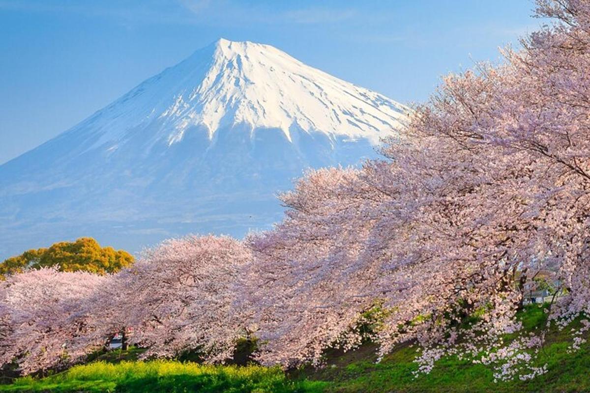 una montagna con un gruppo di alberi di akura di fronte