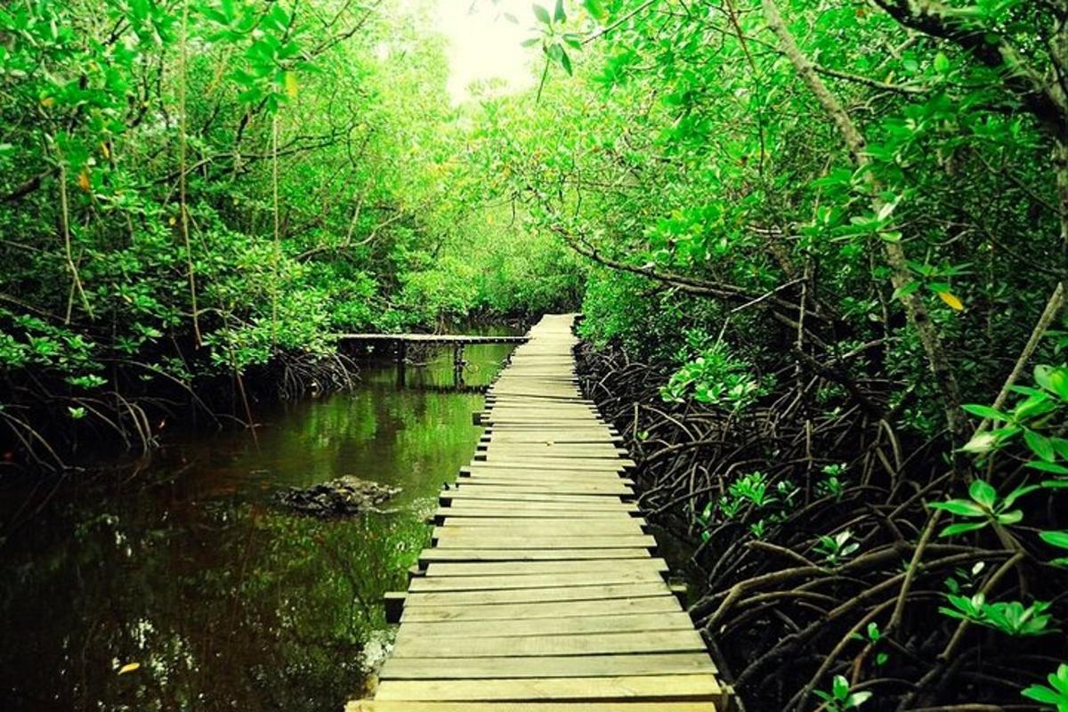 un puente de madera sobre un río en un bosque